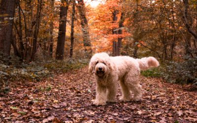 ALLES WAT JE MOET WETEN OVER HET TRIMMEN VAN JE LABRADOODLE