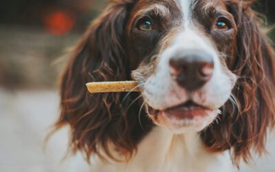 WAAROM OOK JIJ JE HOND WILT TRAKTEREN OP GEDROOGDE HONDENSNACKS