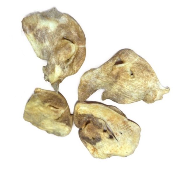 Lamsneus